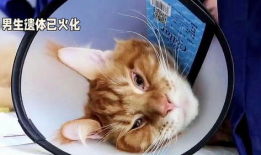 51今日热门吃瓜胖猫,揭秘吃瓜胖猫的趣味生活