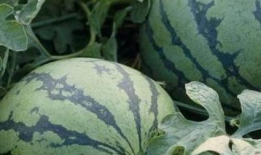 瓜农 今日吃瓜,共享丰收喜悦，品味田园生活